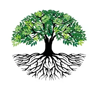 Tree-root-of-Collectors-Abode Tree root of Collectors-Abode